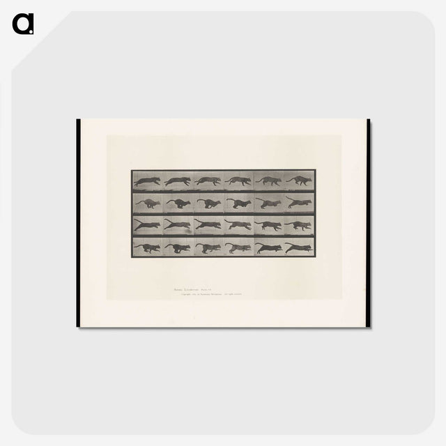 1-53_Eadweard-Muybridge_postcard