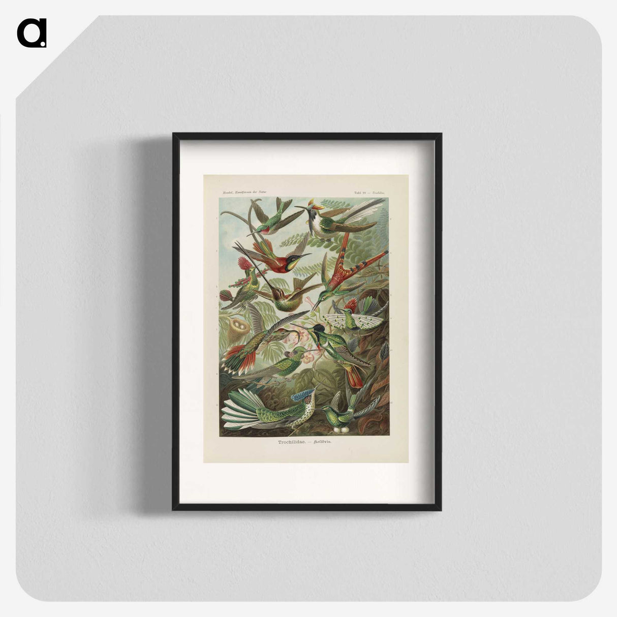 1-53_Ernst-Haeckel_blk
