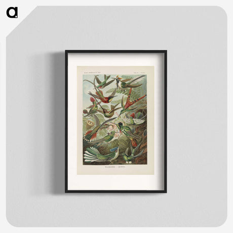 1-53_Ernst-Haeckel_blk