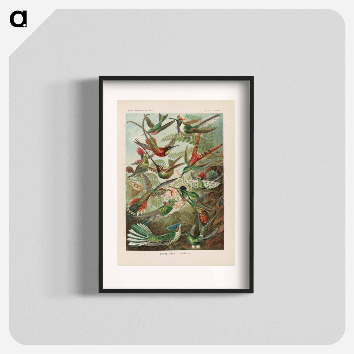 Birds illustration from Kunstformen der Natur - エルンスト ヘッケル Poster.