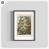 Birds illustration from Kunstformen der Natur - エルンスト ヘッケル Poster.