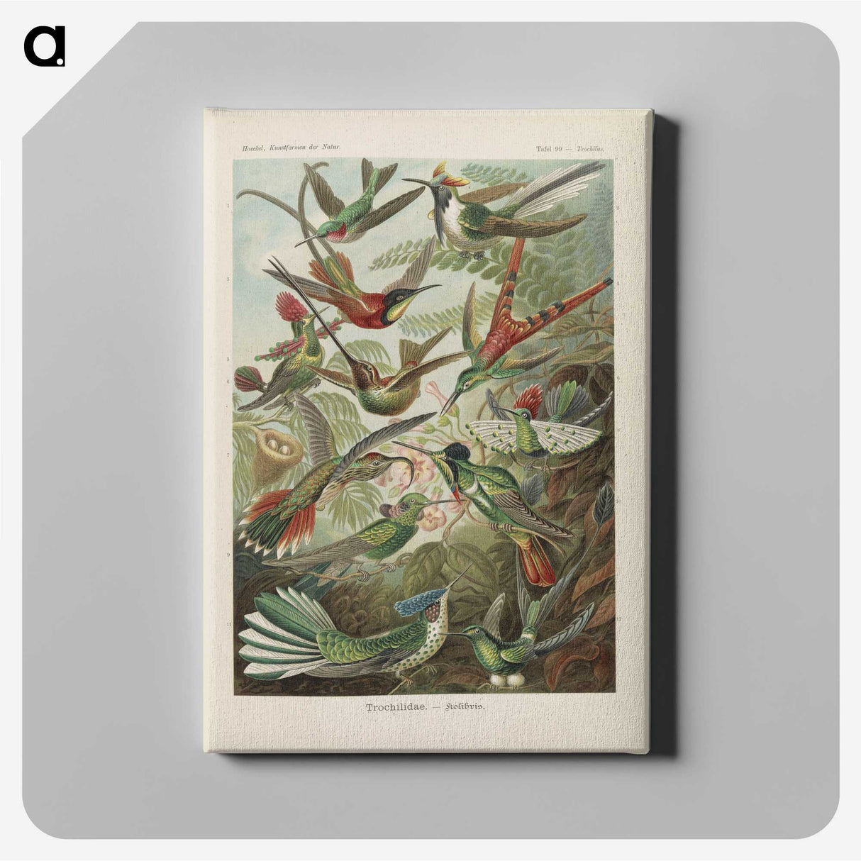 1-53_Ernst-Haeckel_canvas