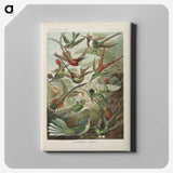 1-53_Ernst-Haeckel_canvas