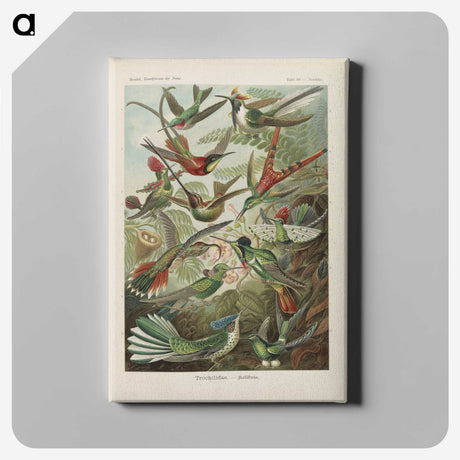 1-53_Ernst-Haeckel_canvas