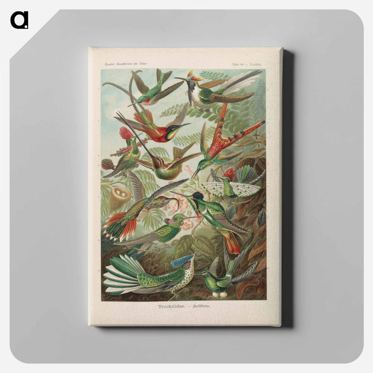 Birds illustration from Kunstformen der Natur - エルンスト ヘッケル Canvas.