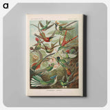Birds illustration from Kunstformen der Natur - エルンスト ヘッケル Canvas.