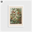 アートポストカード-Birds illustration from Kunstformen der Natur - エルンスト ヘッケル Postcard.