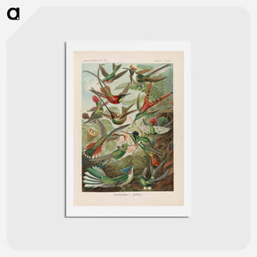 アートポストカード-Birds illustration from Kunstformen der Natur - エルンスト ヘッケル Postcard.