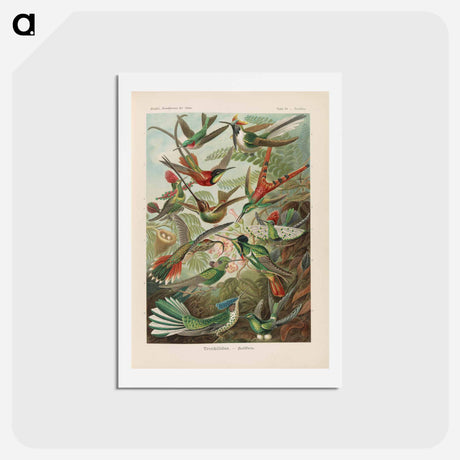アートポストカード-Birds illustration from Kunstformen der Natur - エルンスト ヘッケル Postcard.