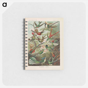 アートメモ帳-Birds illustration from Kunstformen der Natur - エルンスト ヘッケル Memo.