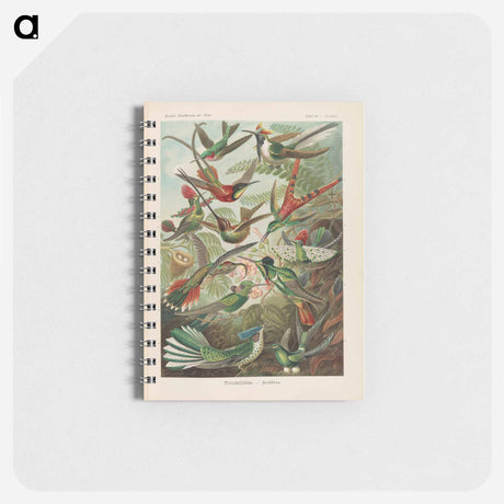 アートメモ帳-Birds illustration from Kunstformen der Natur - エルンスト ヘッケル Memo.