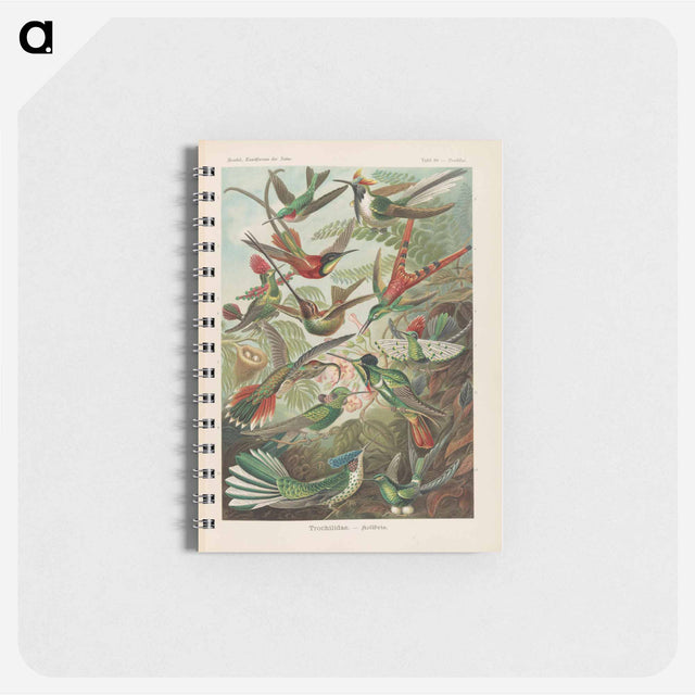 アートメモ帳-Birds illustration from Kunstformen der Natur - エルンスト ヘッケル Memo.