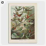 1-53_Ernst-Haeckel_picture-crop