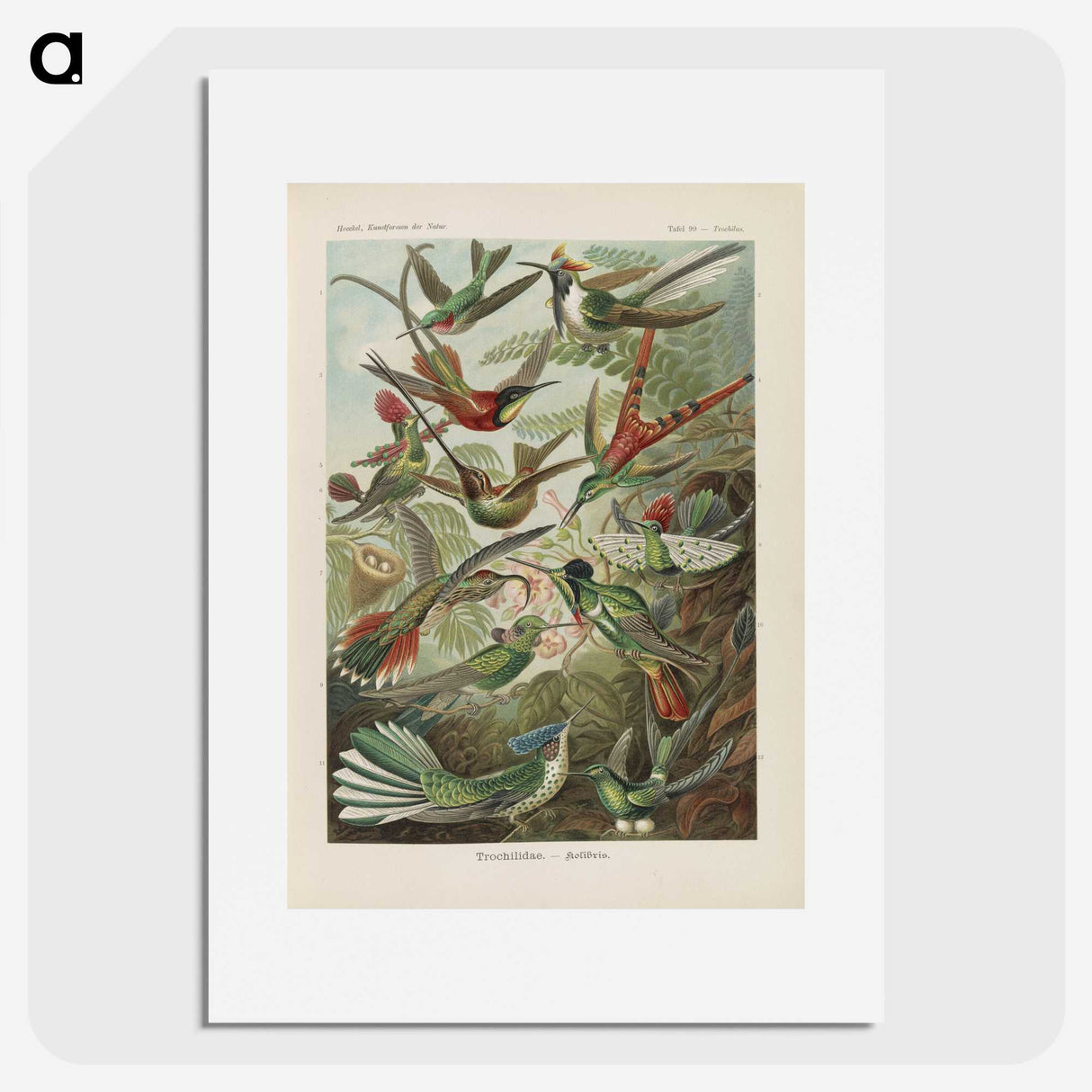 1-53_Ernst-Haeckel_picture