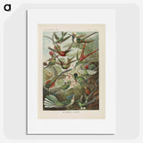 1-53_Ernst-Haeckel_picture