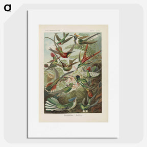 1-53_Ernst-Haeckel_picture