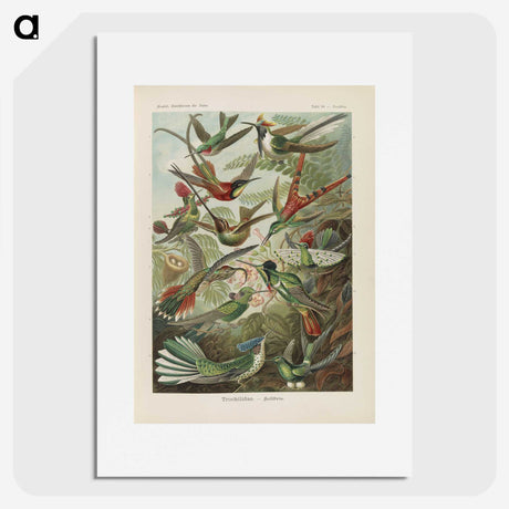 1-53_Ernst-Haeckel_picture