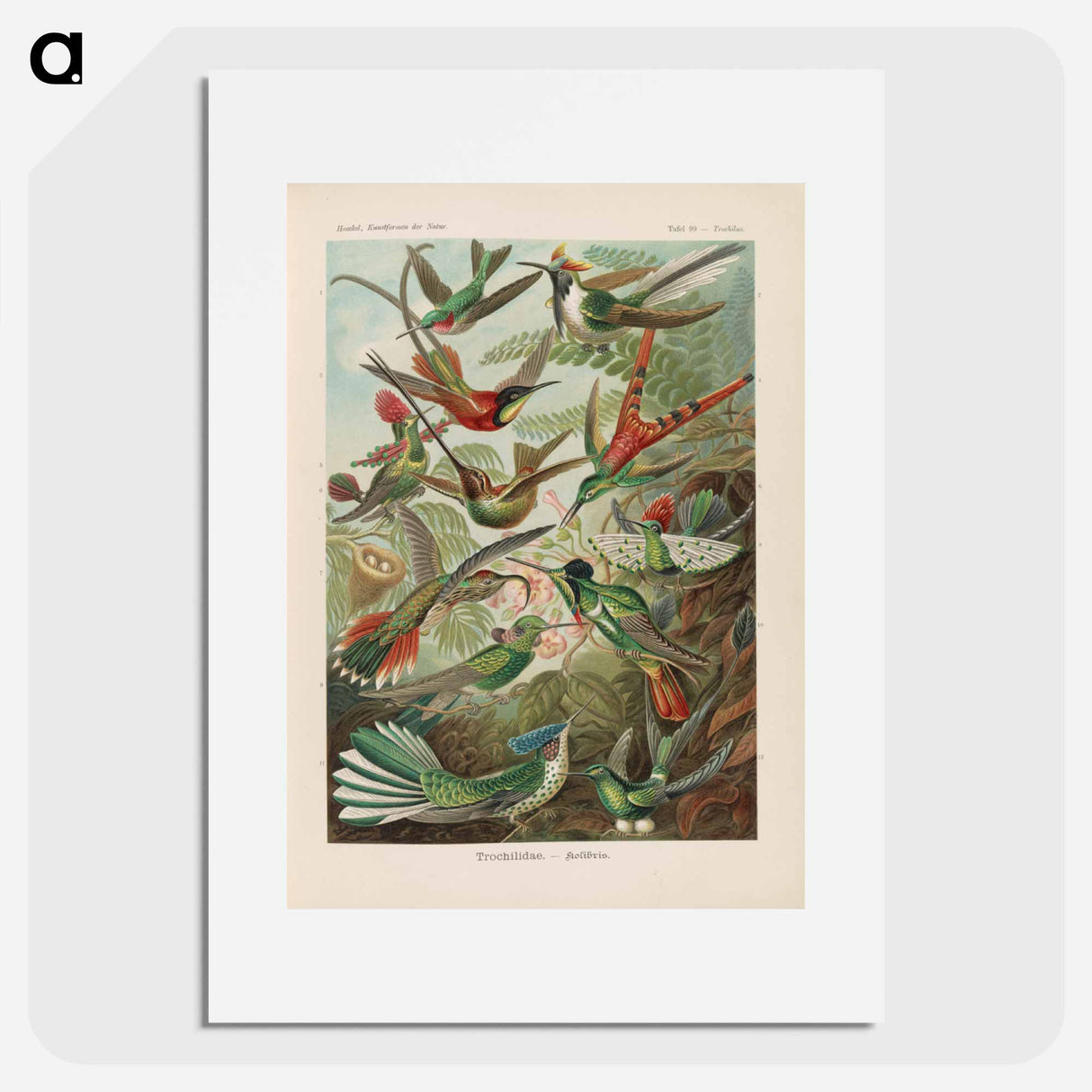 Birds illustration from Kunstformen der Natur - エルンスト ヘッケル Poster.