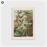 アートポストカード-Birds illustration from Kunstformen der Natur - エルンスト ヘッケル Postcard.
