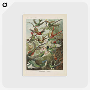 1-53_Ernst-Haeckel_postcard
