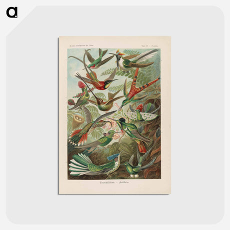 アートポストカード-Birds illustration from Kunstformen der Natur - エルンスト ヘッケル Postcard.