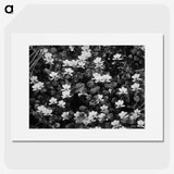 1-53_Frederick-Charles-Brockett_picture