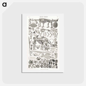 アートポストカード-Organic Remains
 - ゴールドスミスの生き生きとした自然 Postcard.