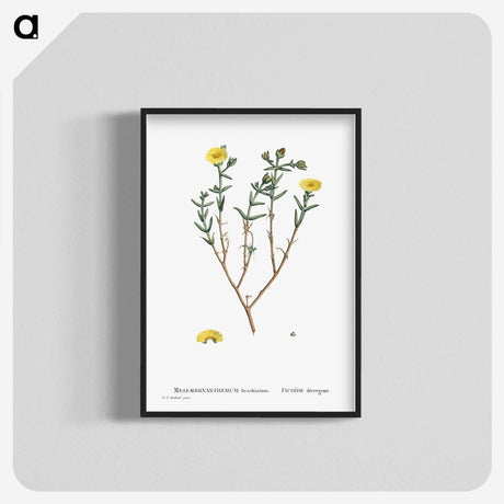 1-53_Histoire-des-Plantes-Grasses_blk-crop