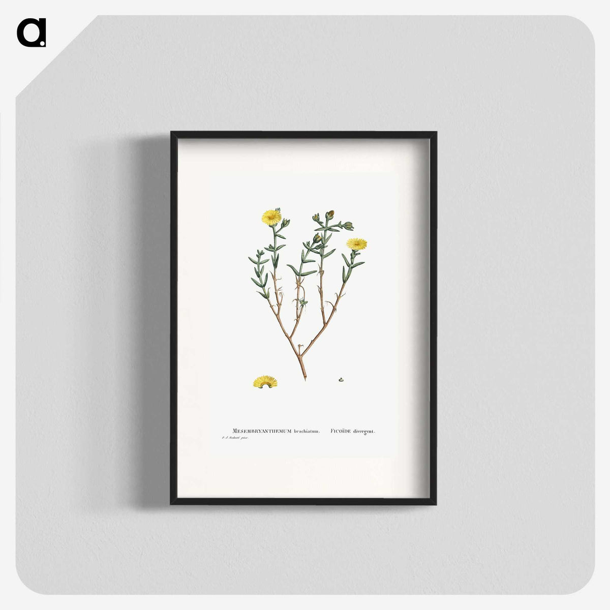 1-53_Histoire-des-Plantes-Grasses_blk