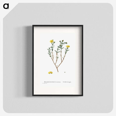1-53_Histoire-des-Plantes-Grasses_blk