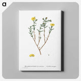1-53_Histoire-des-Plantes-Grasses_canvas