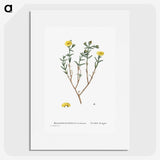 1-53_Histoire-des-Plantes-Grasses_picture