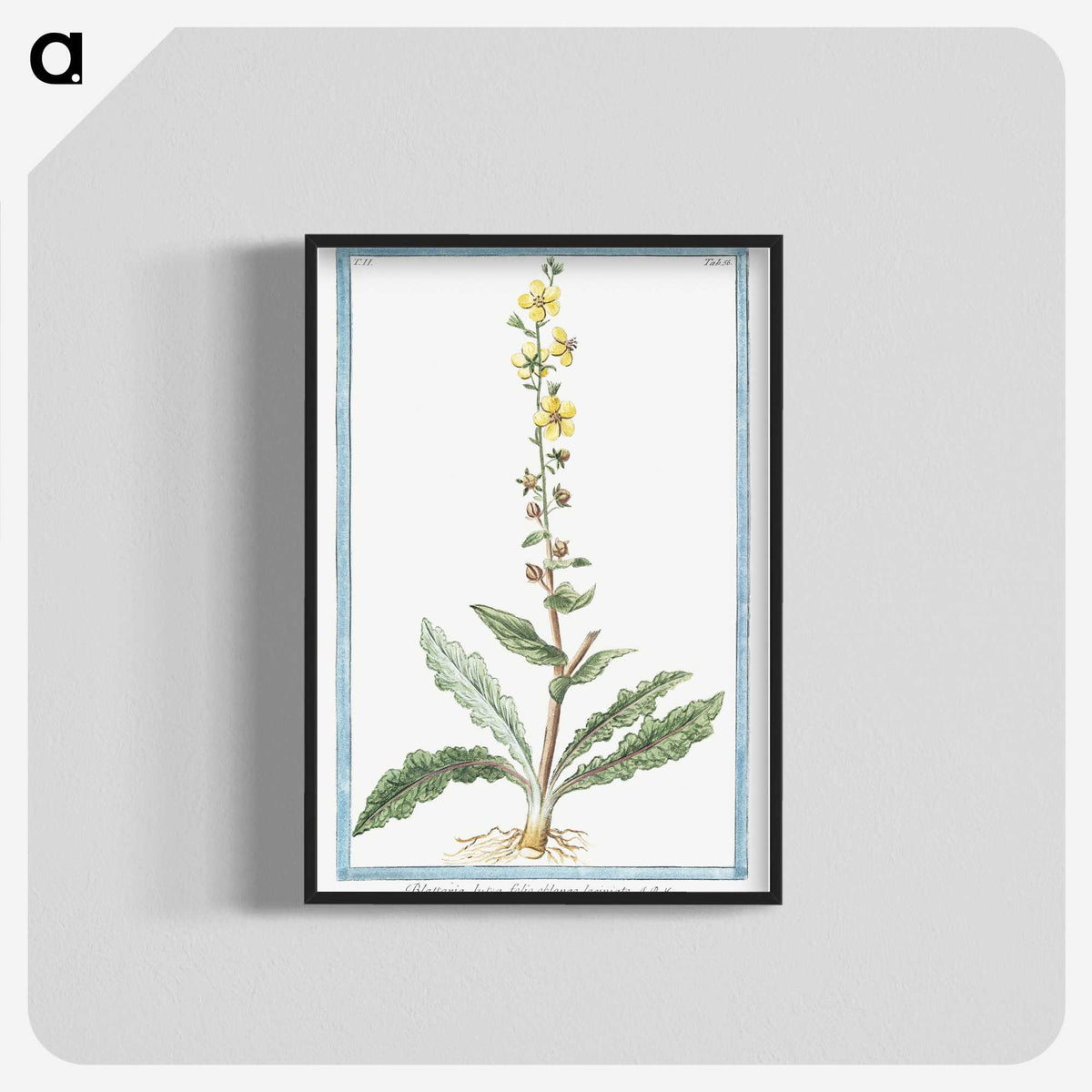 1-53_Hortus-Romanus-Botanical-Plates_blk-crop