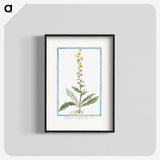 1-53_Hortus-Romanus-Botanical-Plates_blk