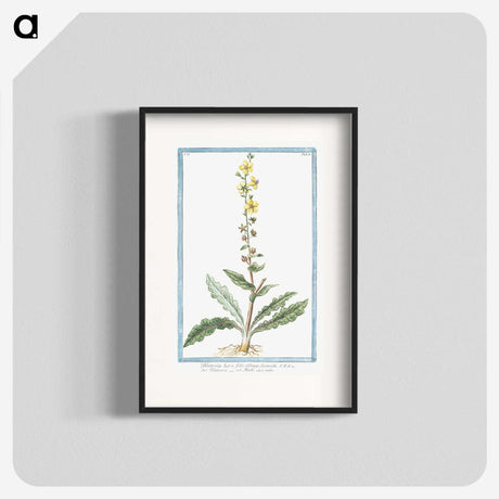 1-53_Hortus-Romanus-Botanical-Plates_blk