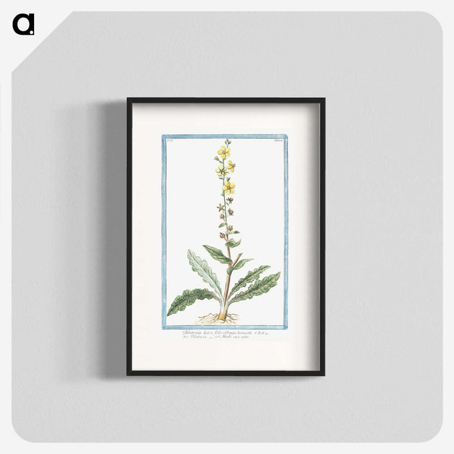 1-53_Hortus-Romanus-Botanical-Plates_blk