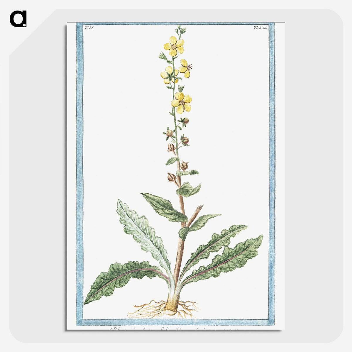1-53_Hortus-Romanus-Botanical-Plates_picture-crop