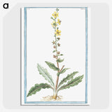 1-53_Hortus-Romanus-Botanical-Plates_picture-crop