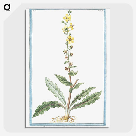 1-53_Hortus-Romanus-Botanical-Plates_picture-crop