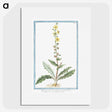 1-53_Hortus-Romanus-Botanical-Plates_picture
