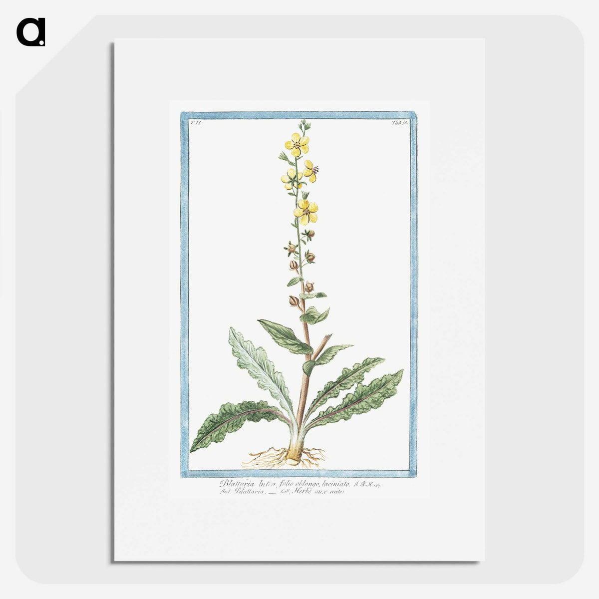 1-53_Hortus-Romanus-Botanical-Plates_picture