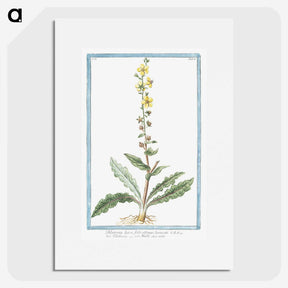 1-53_Hortus-Romanus-Botanical-Plates_picture