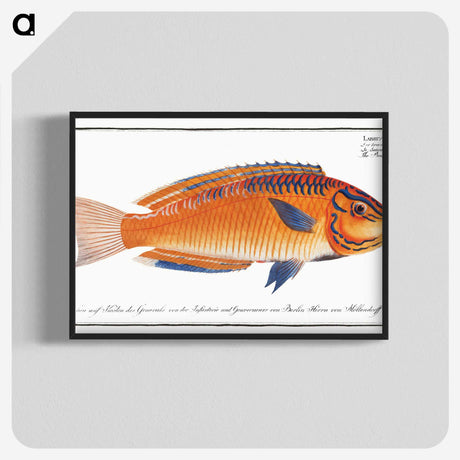 1-53_Ichtyologie-ou-Histoire-naturelle_blk-crop