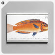 1-53_Ichtyologie-ou-Histoire-naturelle_canvas