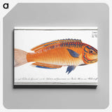 1-53_Ichtyologie-ou-Histoire-naturelle_canvas