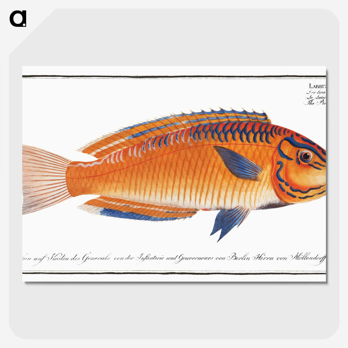 1-53_Ichtyologie-ou-Histoire-naturelle_picture-crop