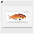 1-53_Ichtyologie-ou-Histoire-naturelle_picture
