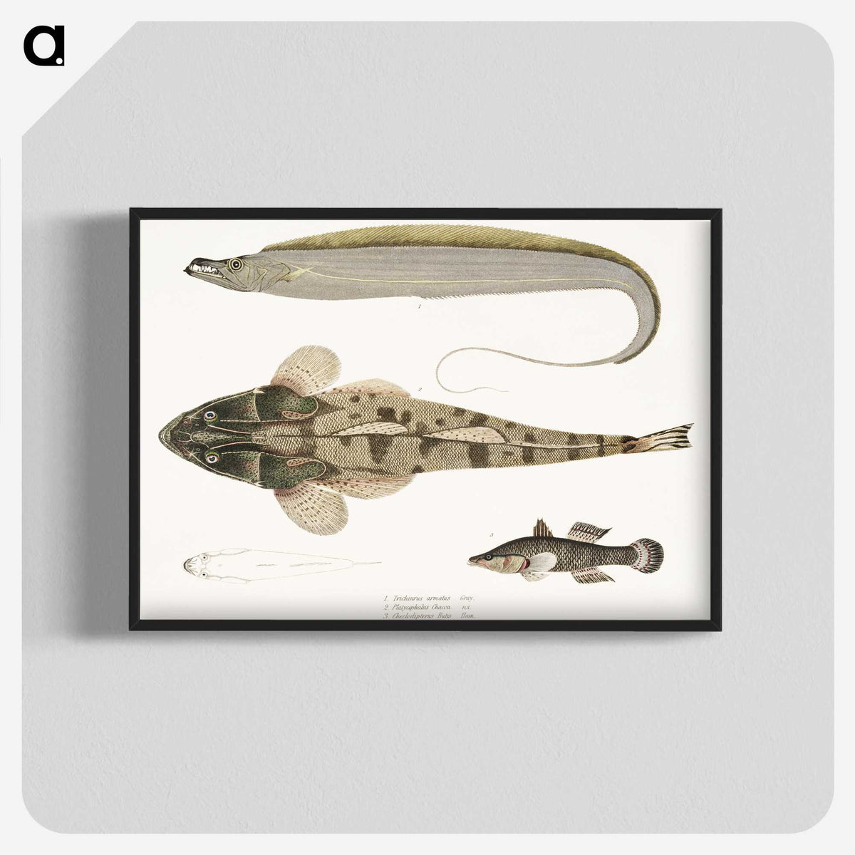 1-53_Indian-Zoology_blk-crop