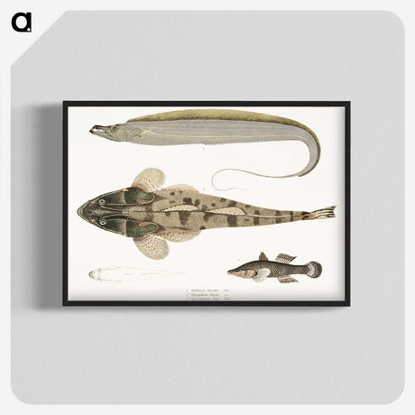1-53_Indian-Zoology_blk-crop