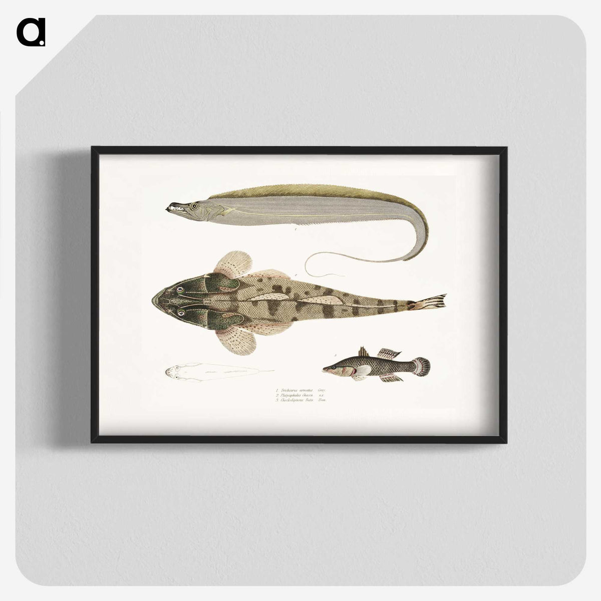 1-53_Indian-Zoology_blk